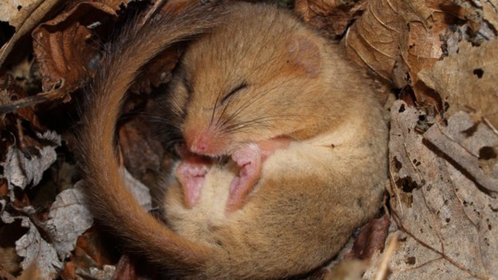 Dormice in Britain 'vulnerable to extinction'