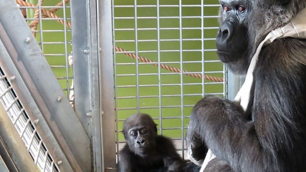 Baby gorilla meets troop for first time