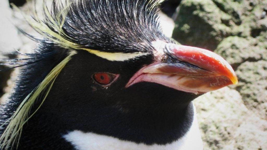 NZ scientists track penguins' marathon winter travels