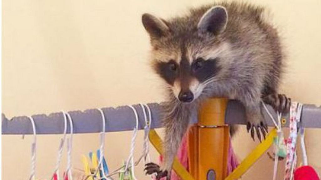 Mystery Tube-riding raccoon identified