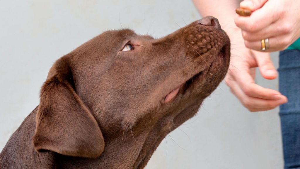 Fat Labradors give clues to obesity