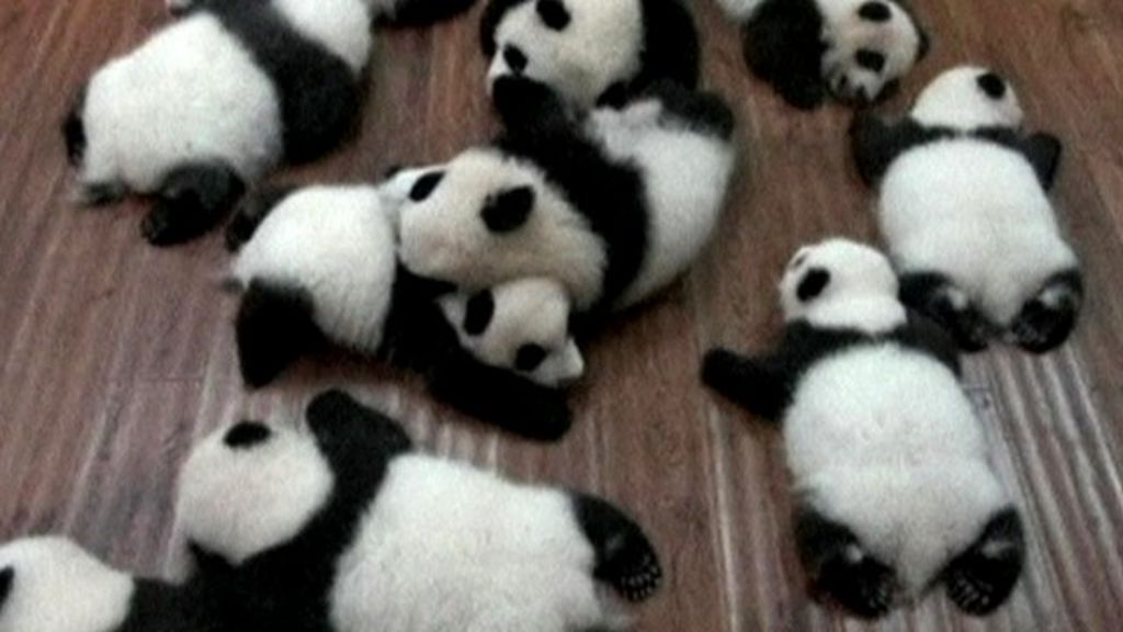 VIDEO: Bumper crop: Six pairs of panda twins
