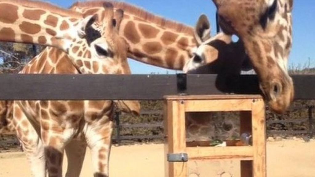 Giraffes explore new puzzle feeder at Taronga Zoo BBC News