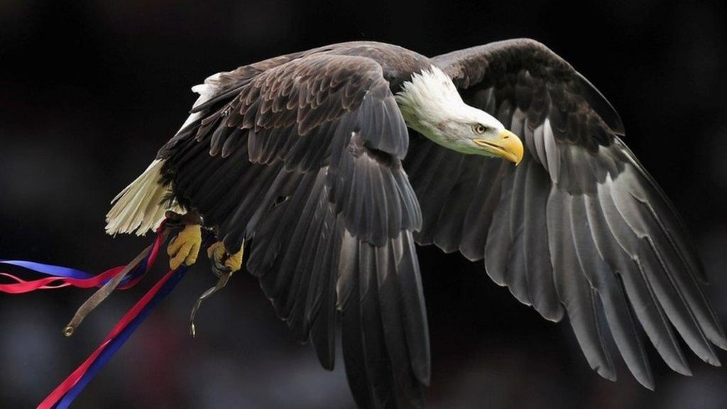 Eagles Crystal Palace Eagles Crystal Palace