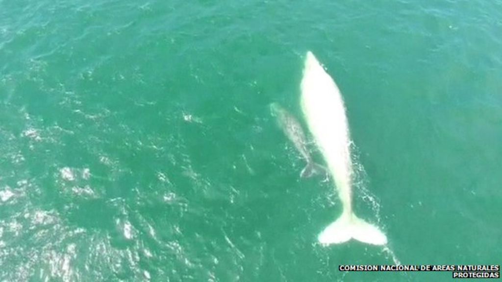 VIDEO: Rare albino whale and calf filmed