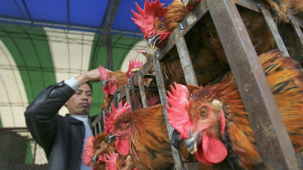 Tiny genetic change lets bird flu leap to humans