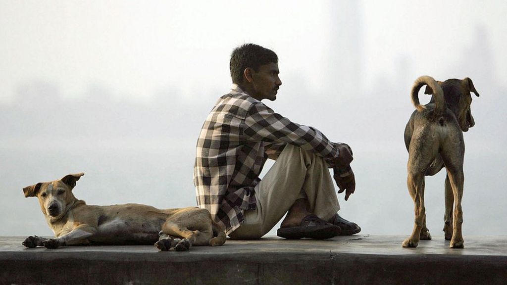 Do India's stray dogs kill more people than terror attacks?