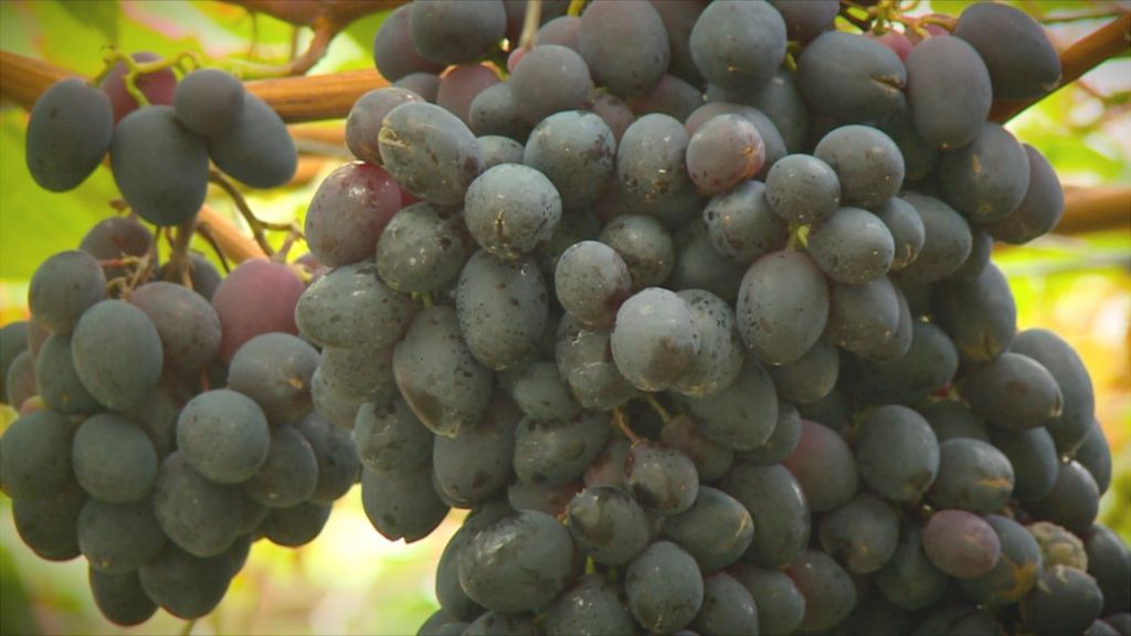 VIDEO: What makes these grapes special?