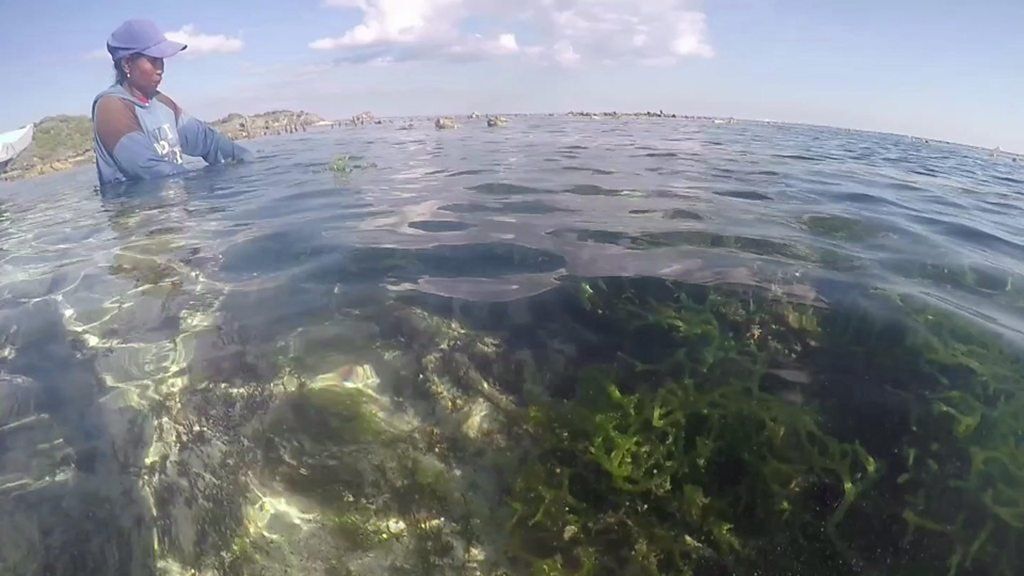 Seaweed farmers in Indonesia sue in major oil spill case