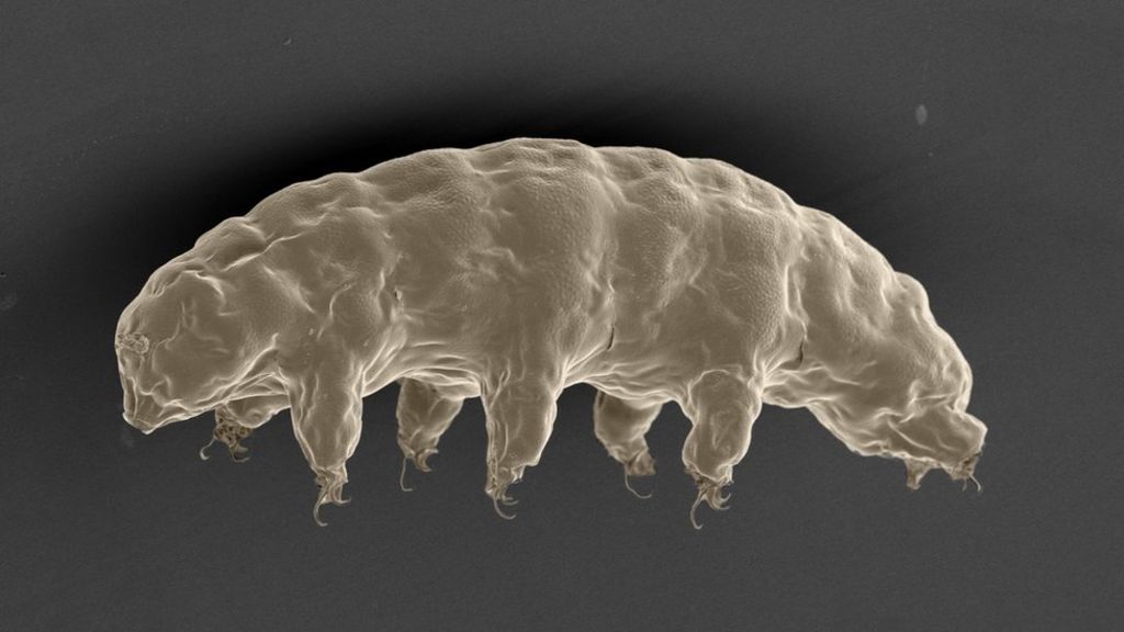 Survival secret of 'earth's hardiest animal' revealed