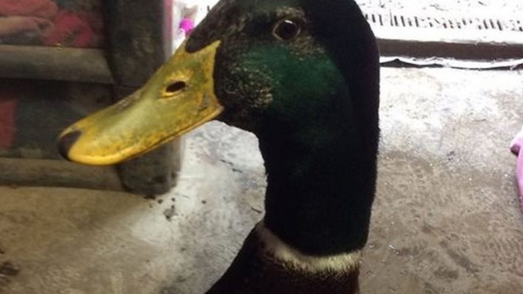 Duck beheaded after Rossendale children's centre break-in