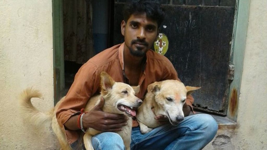 'Hero' street dogs in India help catch criminal