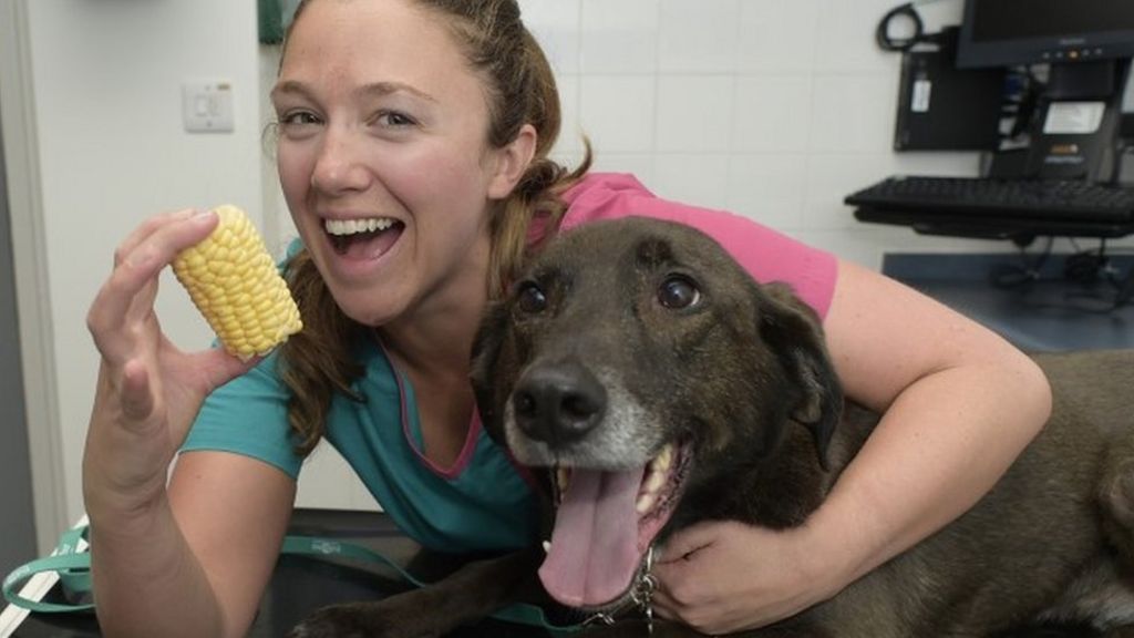 Deadly corn-on-cob husk removed from dog's intestine