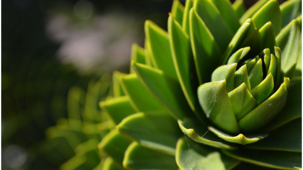 Celebrating '12 trees of Christmas'