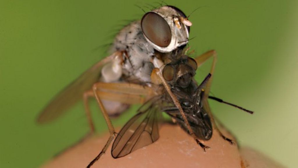 How tiny killer flies pounce on prey