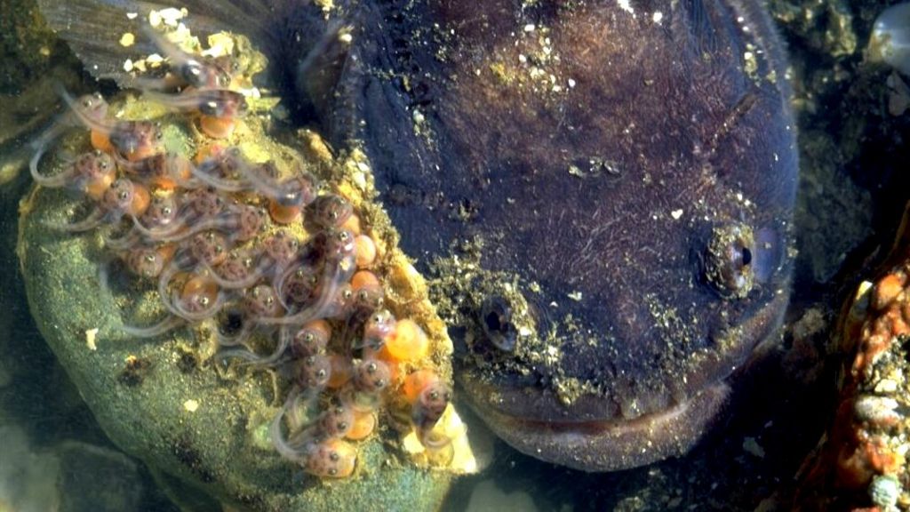 Scientists solve singing fish mystery