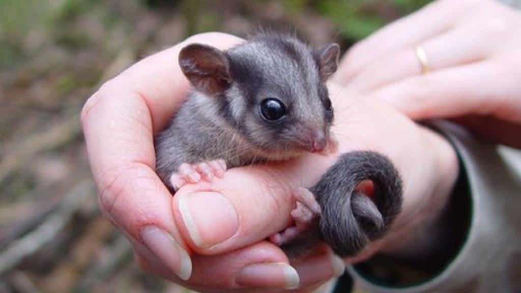 Australia's 'fairy possum' faces uncertain future