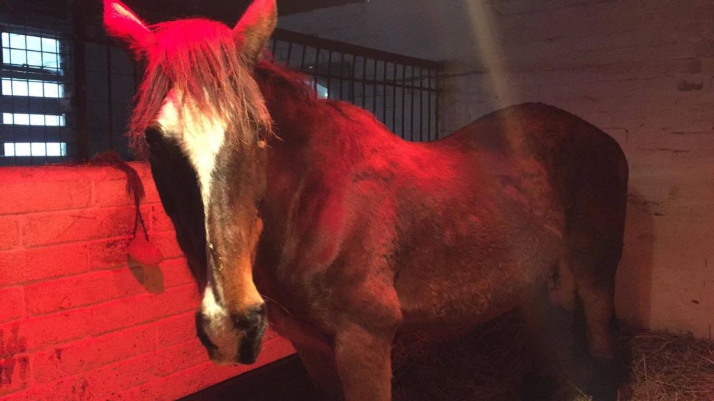 Upside down trapped horse rescued near Bristol