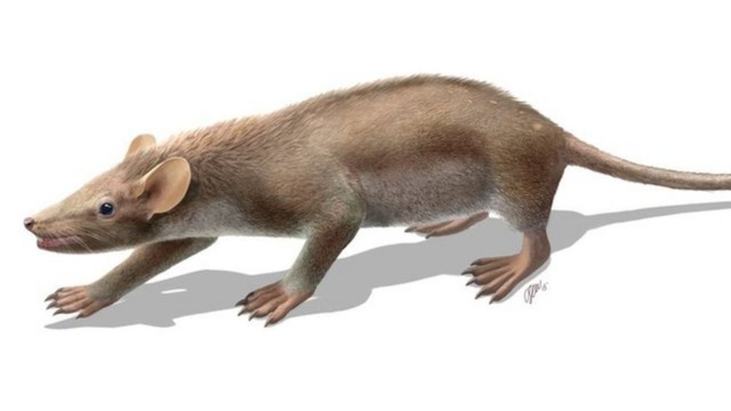 'Cute furball' fossil unearthed