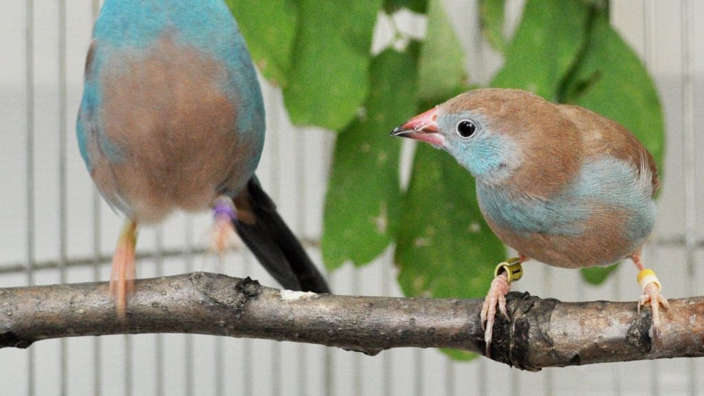 Bird's lightning 'tap dance' revealed