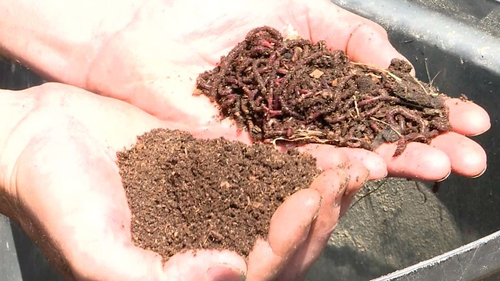 Earthworms heal soil on parched South African farms