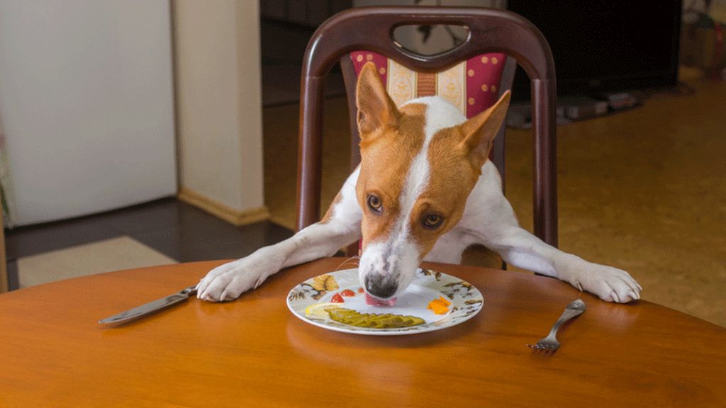Pets left hungry as smart feeder breaks