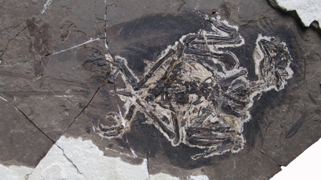 Dino-bird fossil had sparkly feathers 'to attract mate '