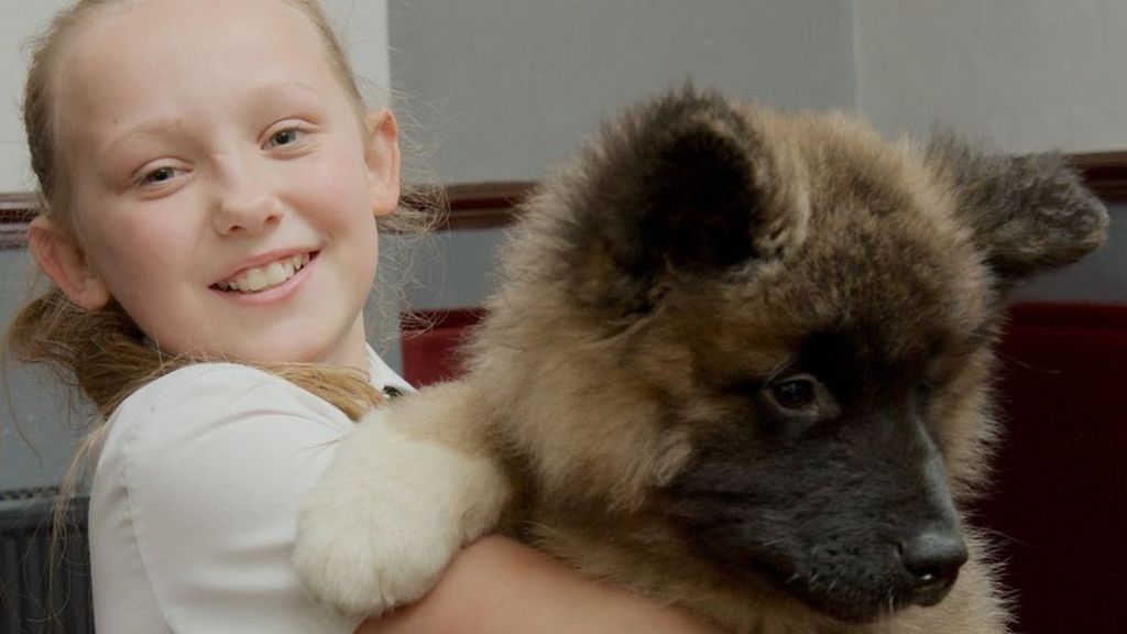 Owners of stolen Akita puppy Rosco posed as buyers