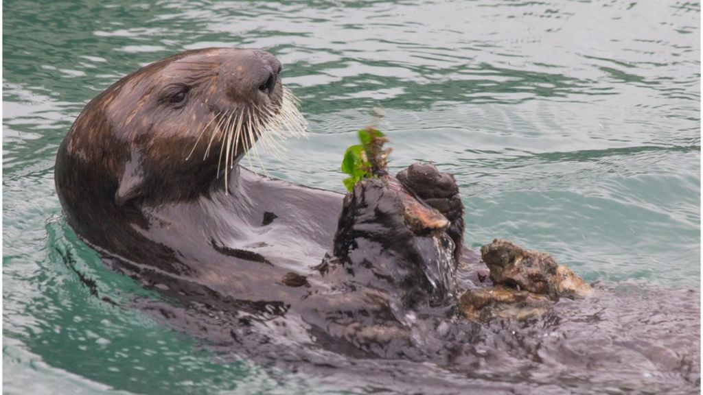 Sea otters ahead of dolphins in using tools