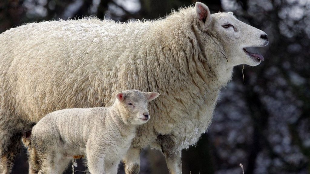 Sheep rustlers jailed for thefts