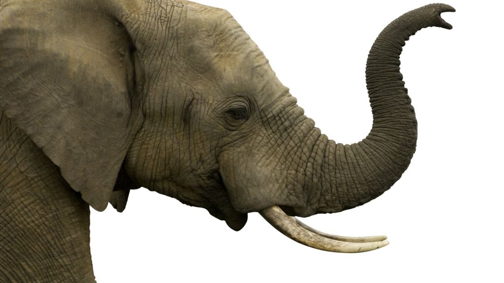Globalisation: Where on the elephant are you?
