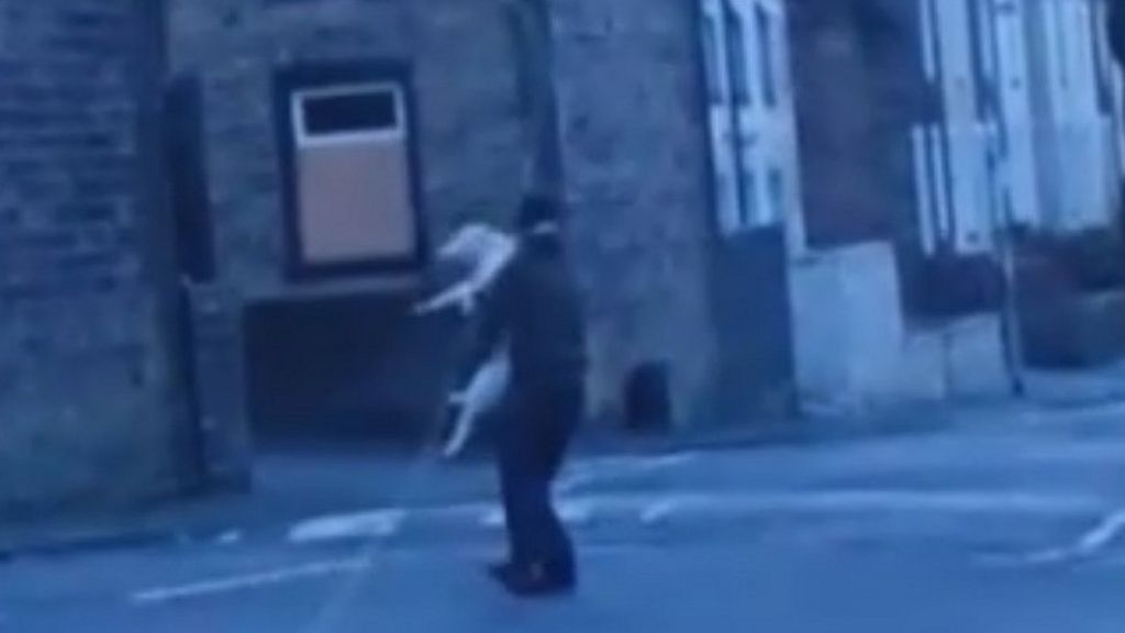 Man held on suspicion of punching dog