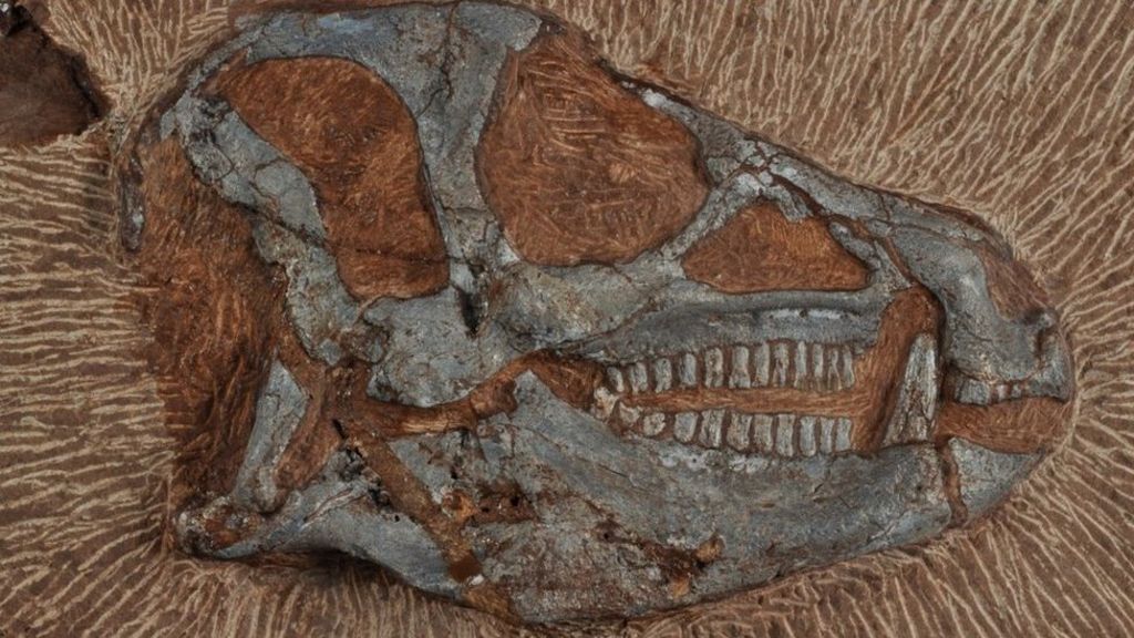 X-rays reveal complete dino skeleton