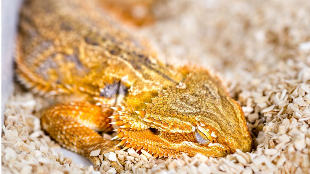 Lizards share sleep patterns with humans BBC News