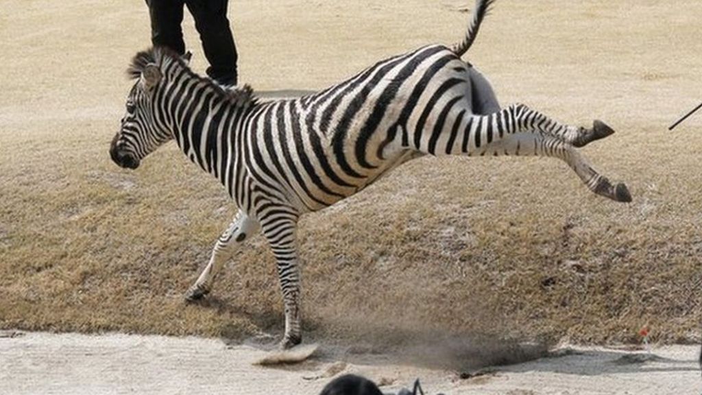 Runaway Japanese zebra dies in golf course lake - BBC News