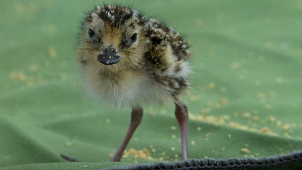 Conservation heartbreak for endangered bird
