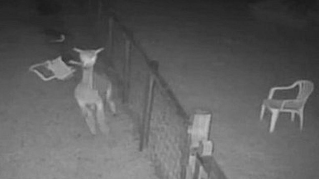 Teens 'apologise' over alpaca attack