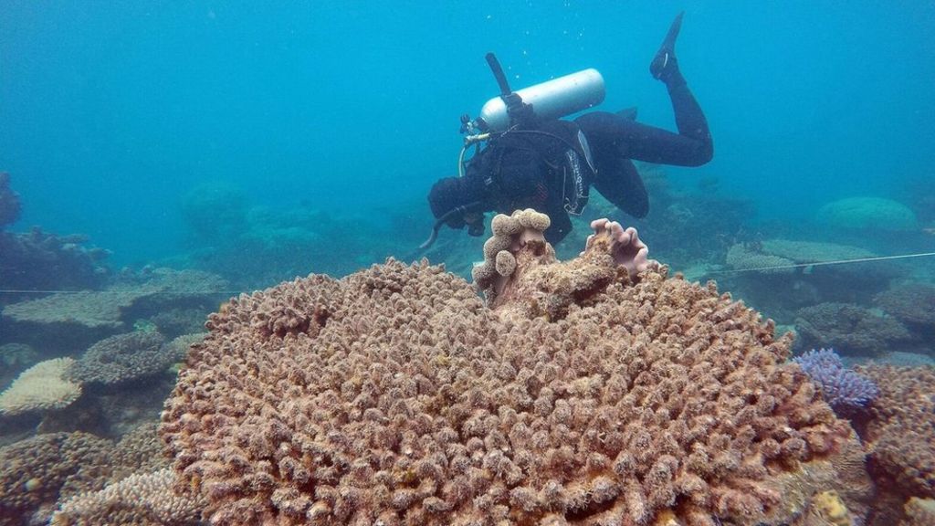 Great Barrier Reef suffered worst bleaching on record in 2016, report finds