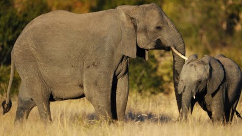 Elephant killings in Africa 'stabilise' but threat continues