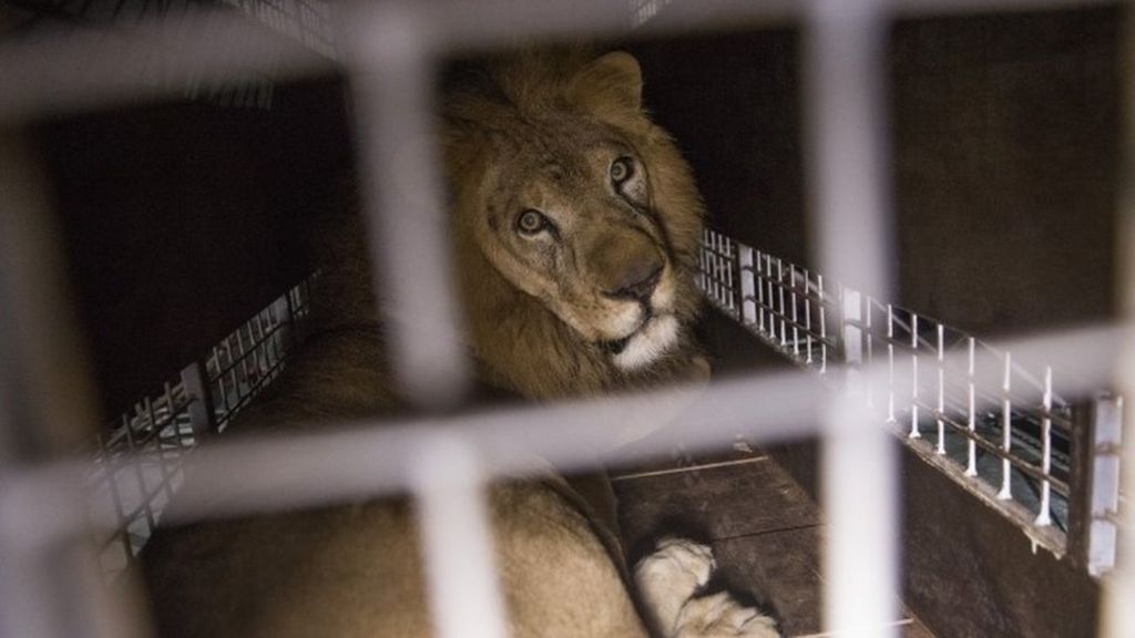 Circus lions reach South Africa sanctuary