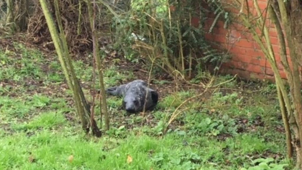 Seal found in Blakeney garden 2km away from the sea