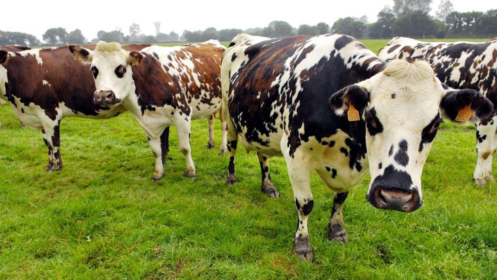 Cattle drugs 'could fuel climate change'