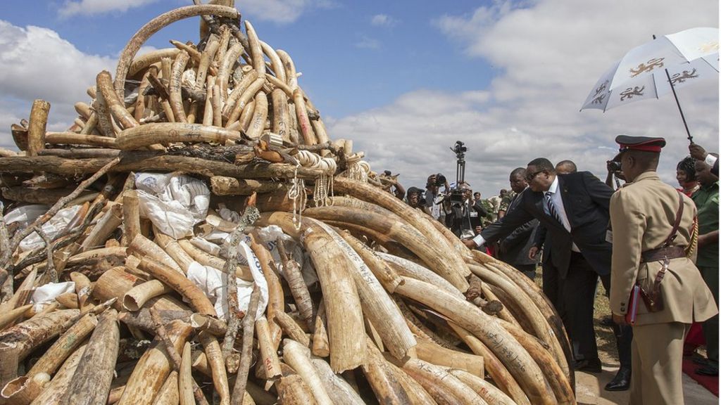 Tanzania stops Malawi burning ivory