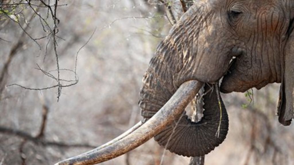 Efforts to boost elephant protection fails at Cites