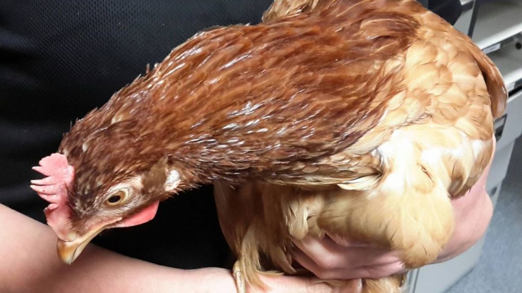 Police appeal for information about chicken crossing road - BBC News