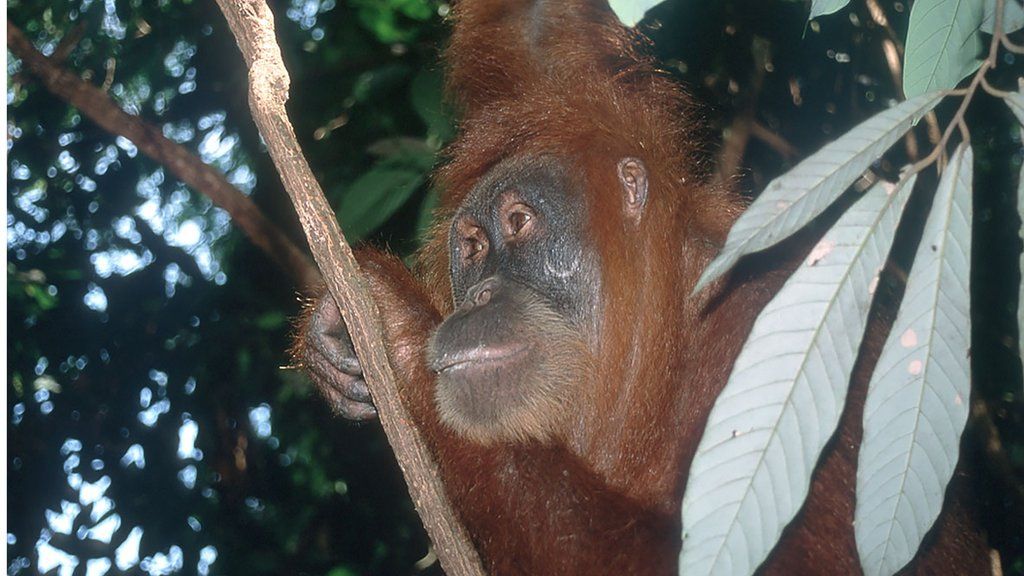 Orangutan population up - threats remain