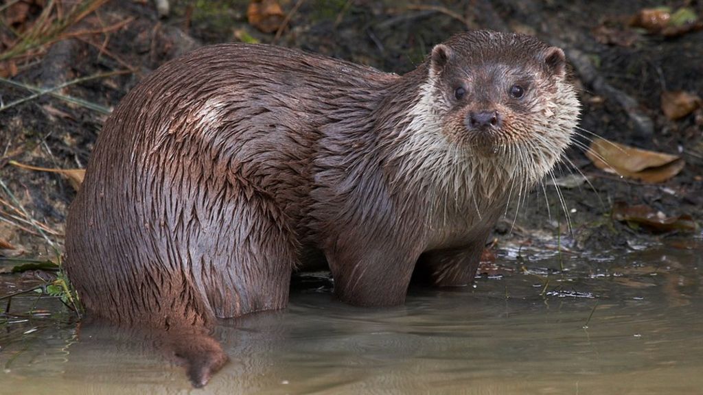 Otter road death 'a good sign'