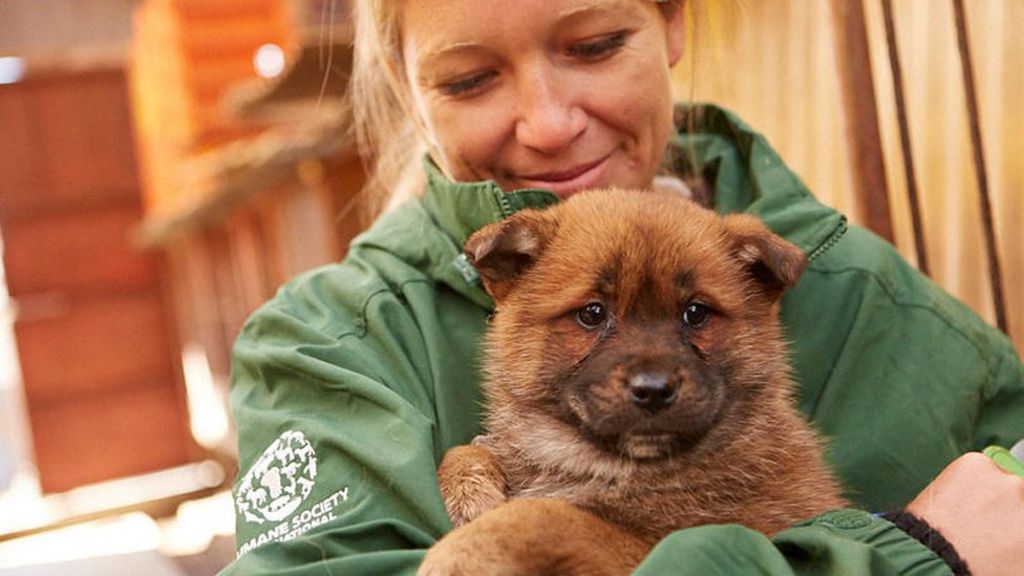 Flying Korea's farmed dogs to safety