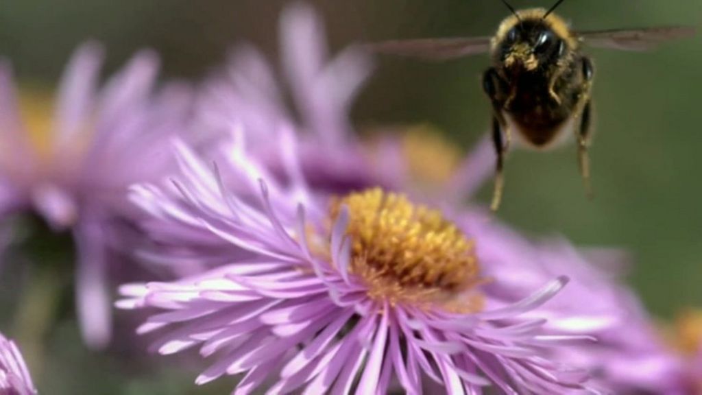 Scientists claim pesticides are linked to bee decline