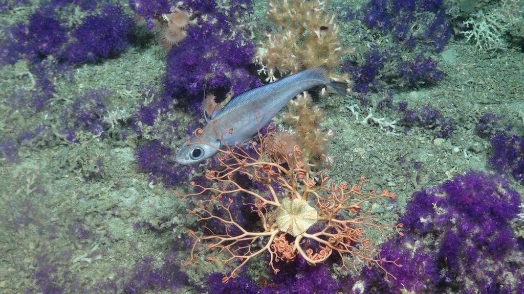 Britain's tallest mountain is underwater